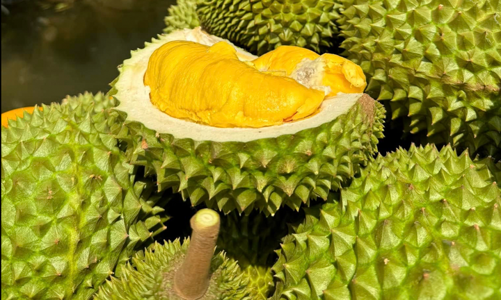 Cách phân biệt sầu Thái và sầu Ri6 