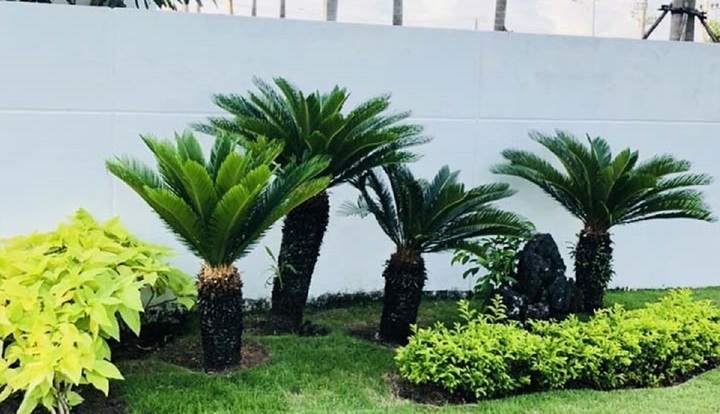 Mẹo bố trí cây cảnh đúng phong thủy từ cổng nhà tới các phòng