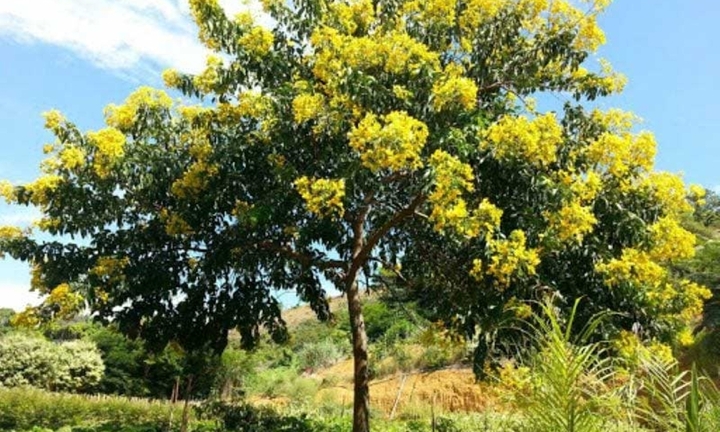 Những loại cây cho bóng mát, ít rụng lá thích hợp trồng trước nhà