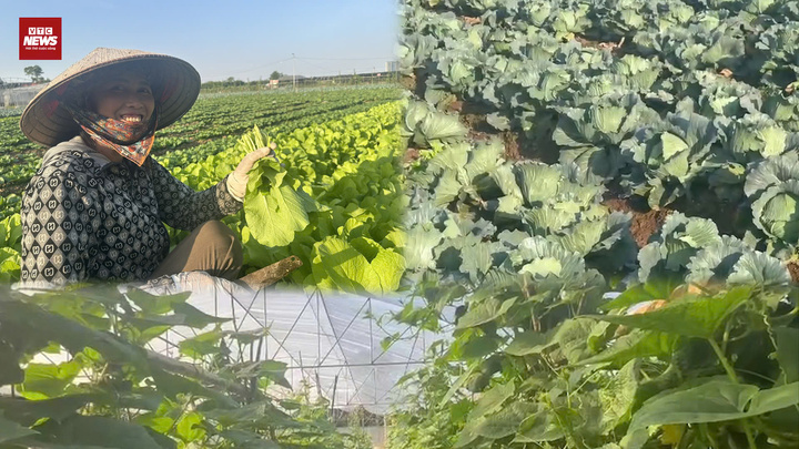 Giá rau xanh ở Hà Nội tăng 'chóng mặt', nguồn cung khan hiếm