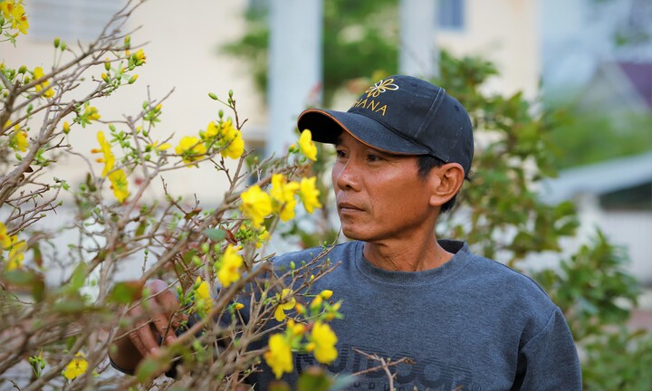 Thủ phủ mai vàng miền Trung thất thu nặng sau thiên tai kép