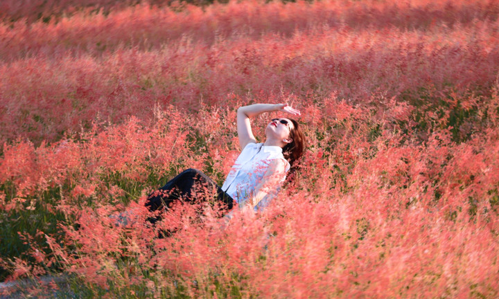 Đồi cỏ hồng như phim Hàn giữa cao nguyên Mộc Châu