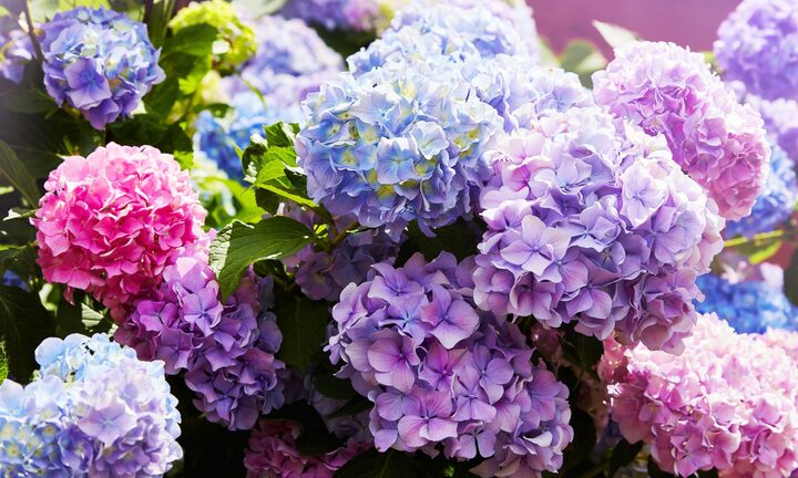 Những loài hoa có độc nhưng lại được nhiều người trồng làm cảnh