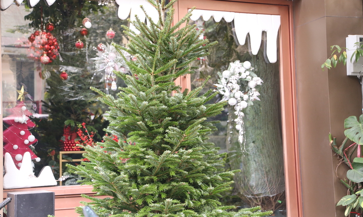 Đại gia Hà Nội chi hơn 100 triệu đồng mua thông tươi nhập khẩu đón Giáng sinh