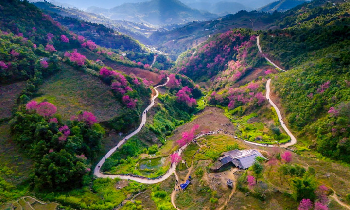 Sắc hồng hoa tớ dày phủ rực núi rừng Mù Cang Chải giữa ngày đông