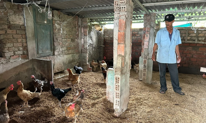 Làm nông bằng công nghệ cao, nhiều gia đình Đà Nẵng thoát nghèo bền vững