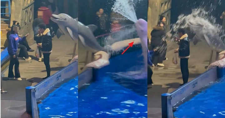 Ngang ngược hút thuốc lá ở thủy cung, người đàn ông bị cá voi cho một bài học