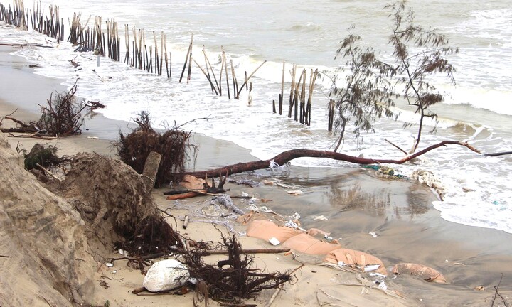 Sóng xé toạc bờ biển Đà Nẵng, đánh bật gốc phi lao, uy hiếp loạt công trình