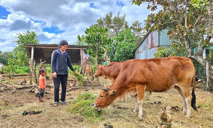 Những 'mảnh ghép nhỏ' làm sáng bức tranh giảm nghèo của Gia Lai