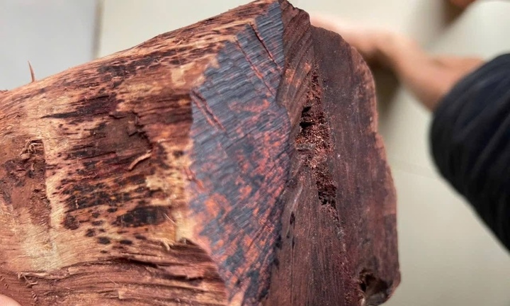 Thương lái ồ ạt thu mua gỗ mán đỉa giá 3 triệu/kg: Kiểm lâm Quảng Trị vào cuộc