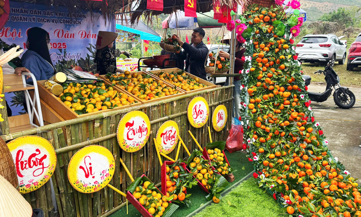 Thu tiền tỷ nhờ trồng cam bản địa ở Vân Đồn