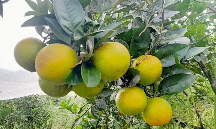 2 thương hiệu nổi tiếng ở Hà Tĩnh giúp hàng nghìn hộ dân đổi đời