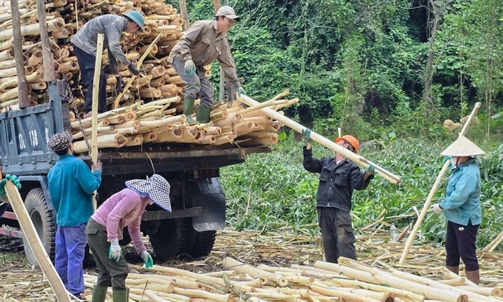 Vì sao tỷ lệ hộ nghèo ở miền núi Nghệ An giảm mạnh mỗi năm?