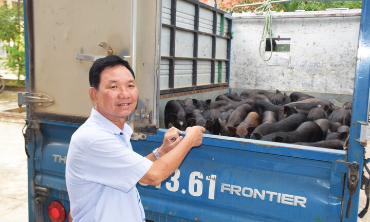 Nuôi heo đen, nông dân Gia Lai có “tấm vé vàng” thoát nghèo