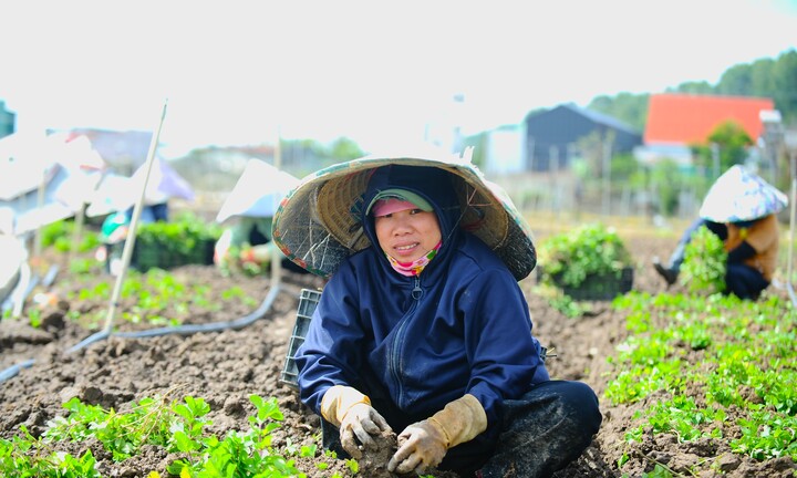 Thủ phủ rau Lâm Đồng dọn dẹp ngổn ngang, gượng dậy sau ngập lụt lịch sử