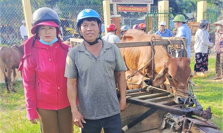 Vỗ béo bò thịt, nông dân Gia Lai thoát nghèo, vươn lên làm giàu