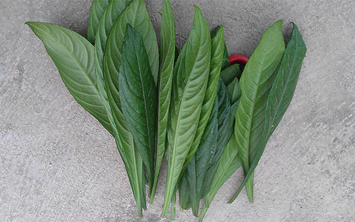 Uống nước lá này hàng ngày vừa rẻ lại đỡ đau xương khớp