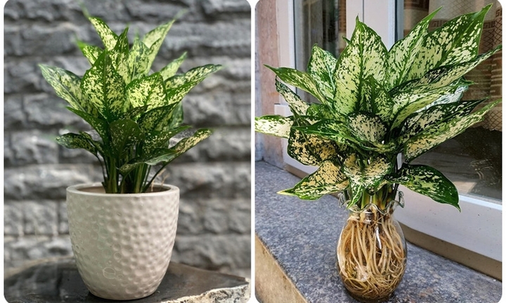 7 loại cây cảnh dễ trồng cho căn hộ thiếu ánh sáng 