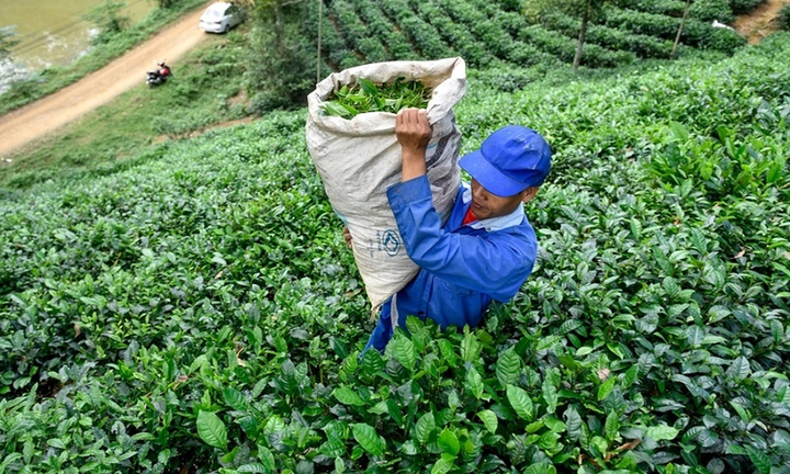 Hợp tác xã - 'xương sống' nâng tầm sản phẩm OCOP xứ Thanh 