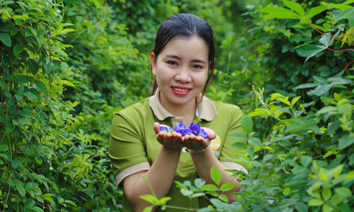 Người phụ nữ Tày và hành trình đưa trà rừng Việt ra thế giới