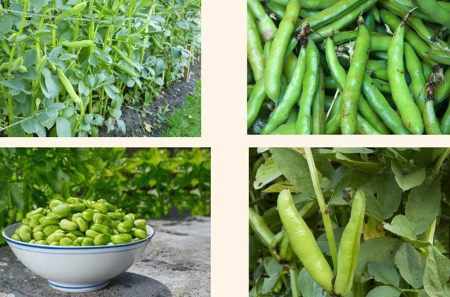 Loại hạt như 'viên bổ não', ngon hơn thịt, tốt hơn trứng, đi chợ thấy nhớ mua