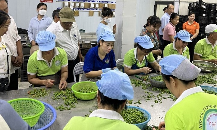 Hợp tác xã Rau quả sạch Chúc Sơn – hành trình bền bỉ từ những thửa ruộng VietGAP