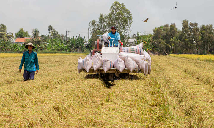 Liên kết chuỗi giá trị – đòn bẩy giúp HTX Tiến Thành nâng thu nhập cho nông dân