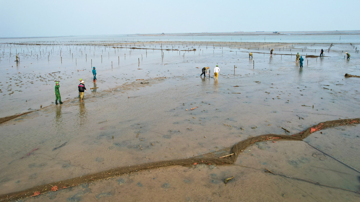 Quảng Ninh xử lý gần 1.000 ha bãi nuôi ngao trái phép