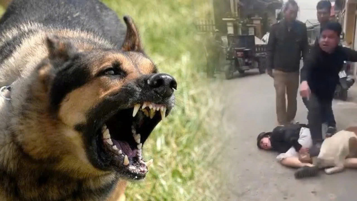 Thả chó làm 'vũ khí' tấn công người vô tội: Trách nhiệm pháp lý chủ vật nuôi?
