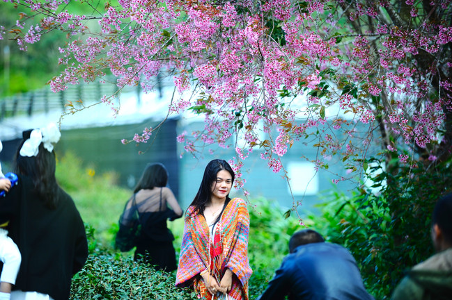 Mai anh đào nhuộm hồng Đà Lạt, mùa hẹn hò lại ghé phố sương