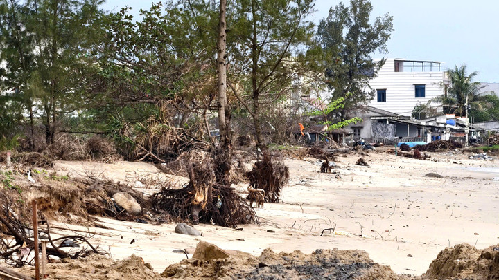 Sóng 'ngoạm' bật gốc phi lao, phá tan hoang bãi biển đẹp nhất Quảng Ngãi