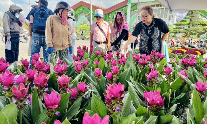 Giống hoa lạ khiến nhiều người tìm về Làng hoa Sa Đéc để mua bằng được