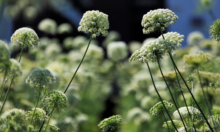 Ngắm vẻ mong manh của hoa cà rốt - 'hàng hiếm' giữa lòng Đà Lạt