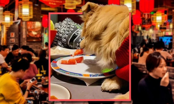 Cho chó ăn trực tiếp trên đĩa của nhà hàng, người chủ bị kiện