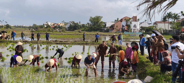 Khách Tây cấy lúa, nơm cá ở Hội An