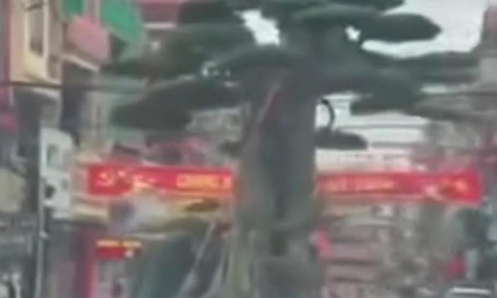 Tài xế xe tải chở cây cảnh để người ngồi trên cây bị phạt 39 triệu đồng