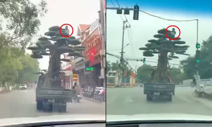 Tài xế xe tải chở cây cảnh cao ngất ngưởng bị phạt 39 triệu đồng