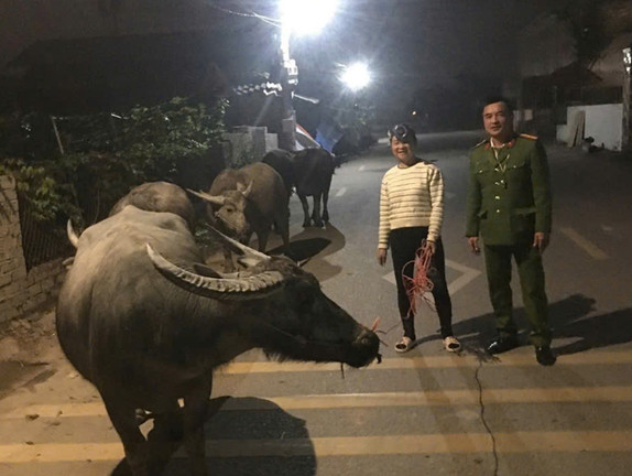 Gần 8 tiếng tìm chủ cho đàn trâu 6 con đi lạc ở Thanh Hoá