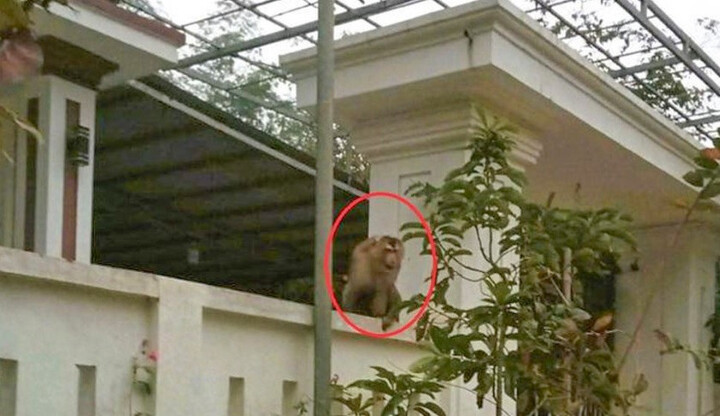 Khỉ đuôi lợn đại náo khu dân cư ở Thanh Hóa, tấn công phụ nữ