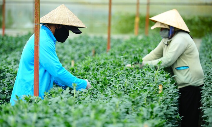 Đà Lạt vào mùa hoa Tết