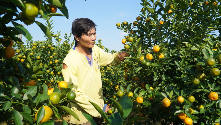 Thương lái ồ ạt chốt hàng, nông dân thủ phủ quất cảnh kỳ vọng vụ Tết bội thu