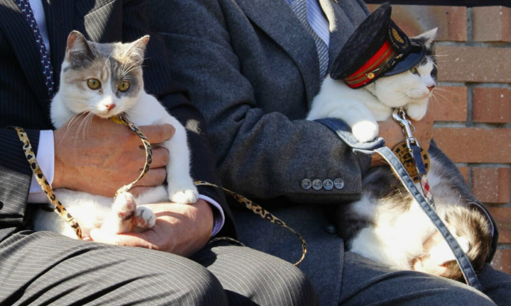 Nhật Bản phong tặng chức trưởng ga tàu cho mèo