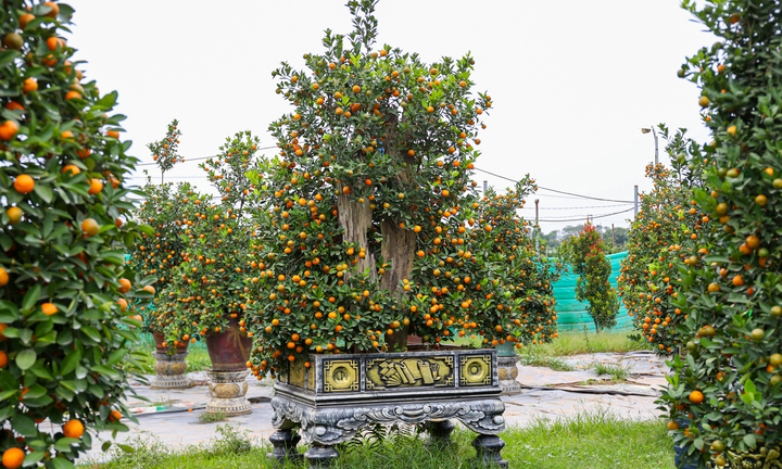 Mục sở thị quất 'nhà giàu' giá chục triệu đồng sẵn sàng xuống phố