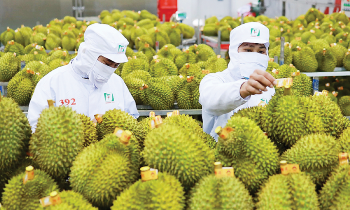 Năm 2026, thí điểm truy xuất nguồn gốc đầu tiên với sầu riêng