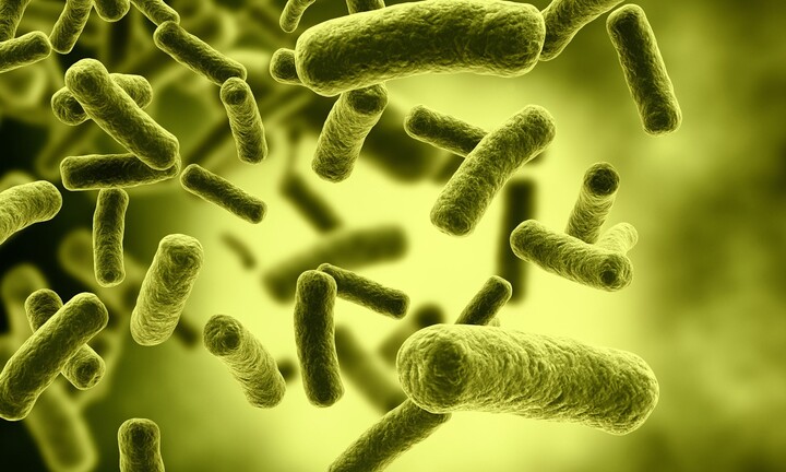 Độc tố Cereulide là gì và nguy hiểm ra sao?