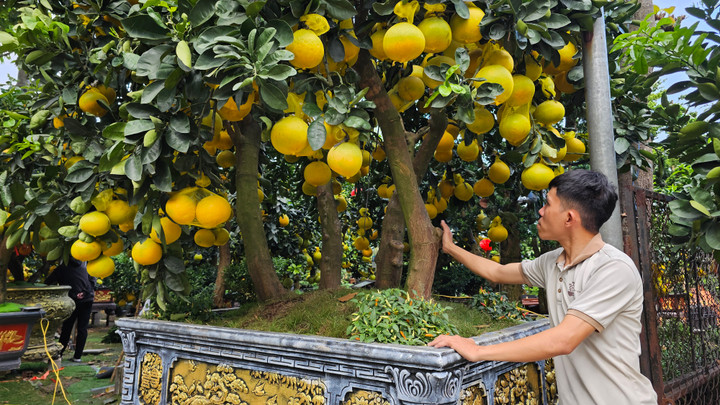 Cận cảnh chậu bưởi Diễn giá 150 triệu đồng tại TP.HCM