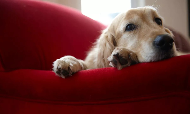 Khuyến cáo cho người nuôi chó: Đừng để chó 'khóc đến kiệt sức' vì ở nhà một mình