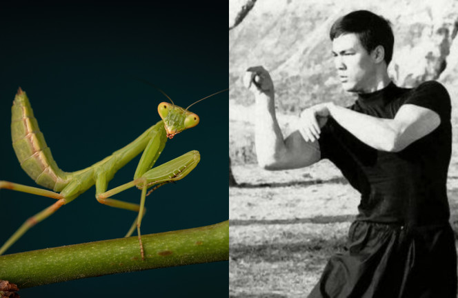 Lý Tiểu Long say mê môn võ bọ ngựa, dùng cách đặc biệt để xin học