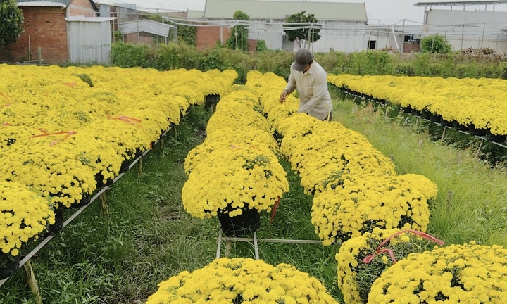 Cúc mâm xôi nở sớm, giá giảm sâu, nông dân Chợ Lách thấp thỏm trước vụ Tết