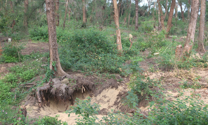 Bức tử rừng phi lao ven biển để mở rộng nghĩa địa: Xã ở Quảng Trị báo cáo gì?